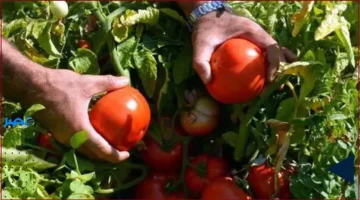 الصعود المستمر.. ارتفاع أسعار الطماطم والخضروات والفواكه اليوم الأربعاء 8 أكتوبر 2025